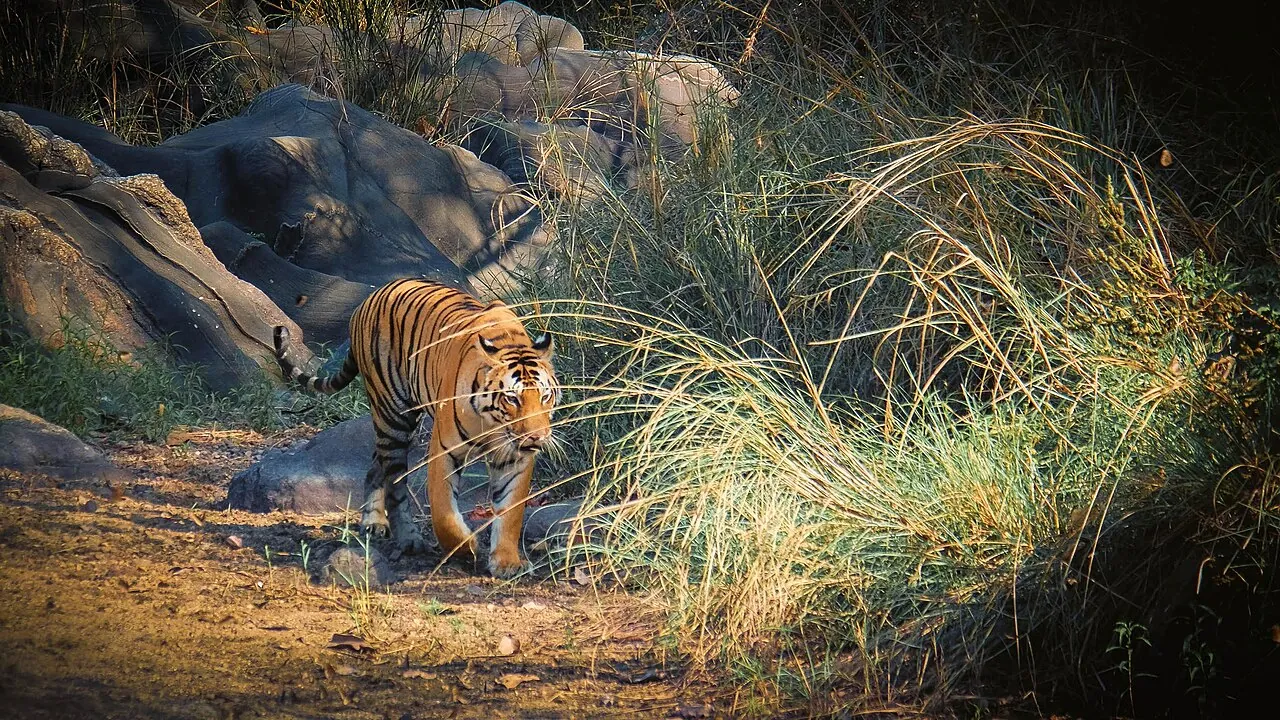 Bengal tiger in Kanha Tiger Reserve