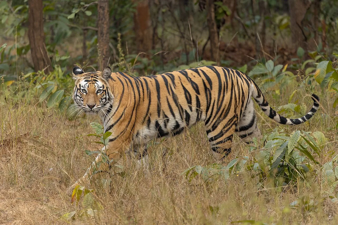 Bengal tiger in Sanjay-Dubri Tiger Reserve, Sidhi district, Madhya Pradesh